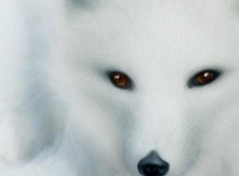 灵异故事 孝子采灵芝救母却被骗，狐仙盗梦助孝子，骗子遭殃