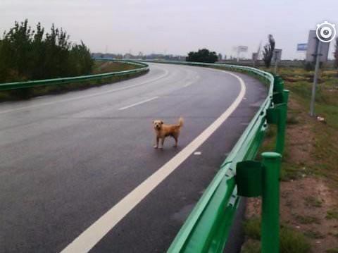 在高速路上有小动物突然窜出来，你们会停车吗？