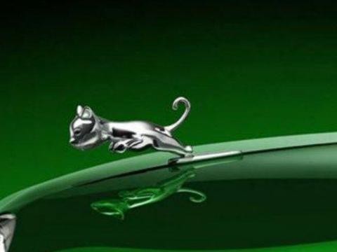 这一朵小“橘”，跑起来声音让我忘记了呼吸