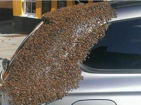 业主把车停在小区外，没曾想第二天开车却收获到意外美食