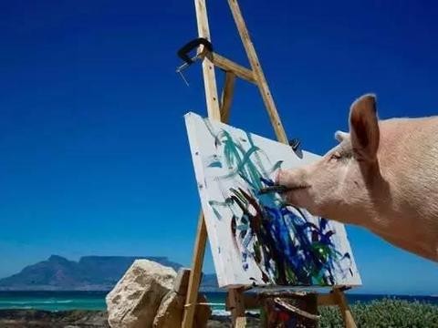 想上头条，英菲尼迪请来了一头猪｜妙趣