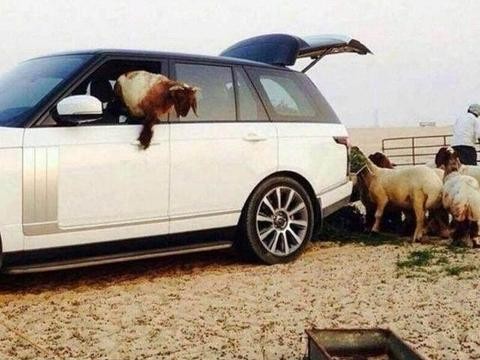 路虎揽胜在国外沦为农用车，牧民用来拉草料喂羊群