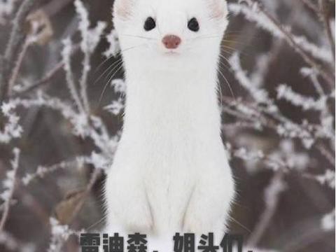 11月销量：吉利以惊人速度行进，韩系车再冲巅峰