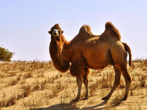 为什么食草动物的眼睛长在两边,食肉动物的眼睛却在前...
