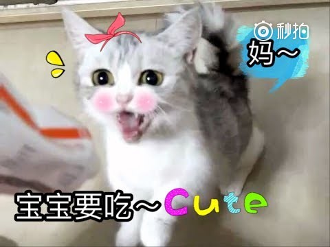 猫猫不断给我卖萌,这表情太逗了,太可爱了?