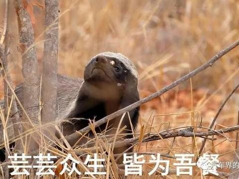 1.8T最低配迈腾不如买凯美瑞和雅阁？试车后发现……