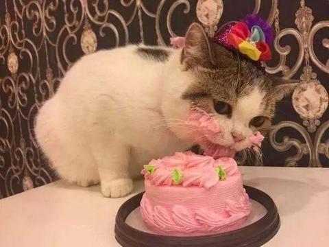 猫咪吃上人生第一口蛋糕,这表情也是没谁了,太可爱了
