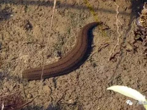 蚂蟥在肺里！如果不小心把蚂蟥吃进肚子，它还能继续繁...