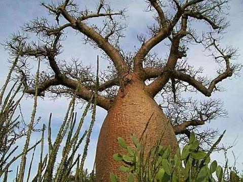 地球上所有的树共计多重?...