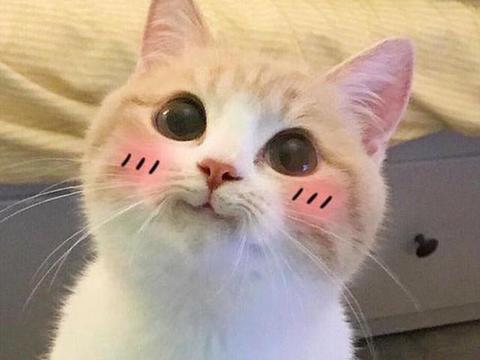 盘点那些表情包里常见的网红猫,你一定用过它们的表情包!