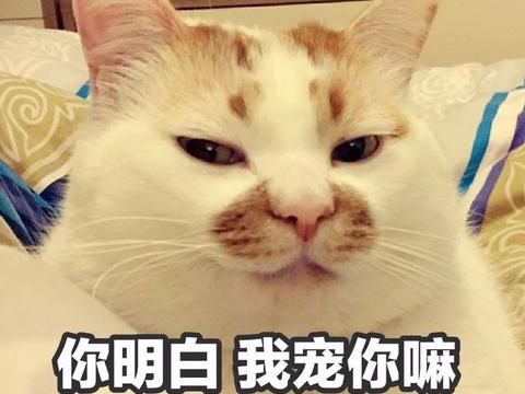 这只网红猫的表情包,够你们用到年底了!