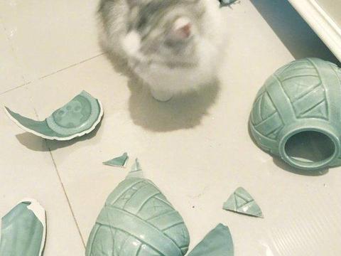 猫咪打碎花瓶,一个小表情,主人心都被萌化了