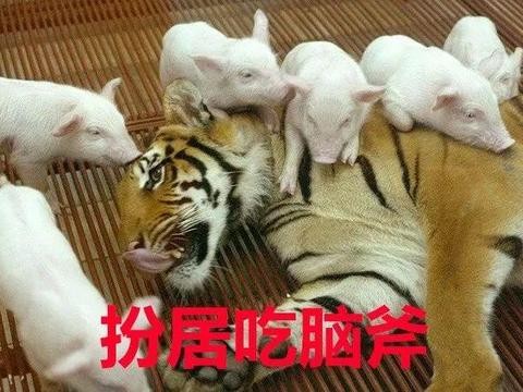 最低不到20万，这些豪华小钢炮很帅很暴力！