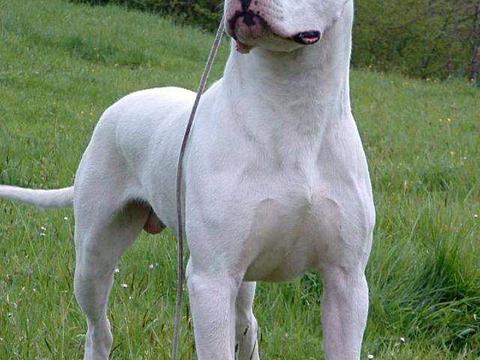 想养条大型犬 肌肉发达 不惹事 不怕事的 各位大佬有这种狗吗