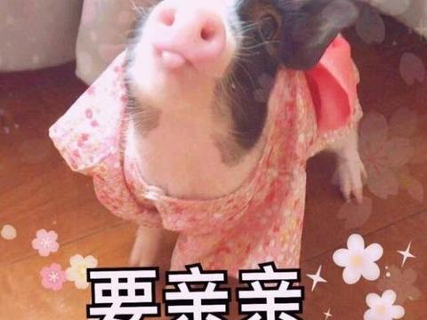 小猪猪要亲亲表情包