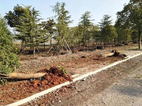 哈弗H9怼了树和电线杠，网友：长城在安全性能方面是下了真功夫