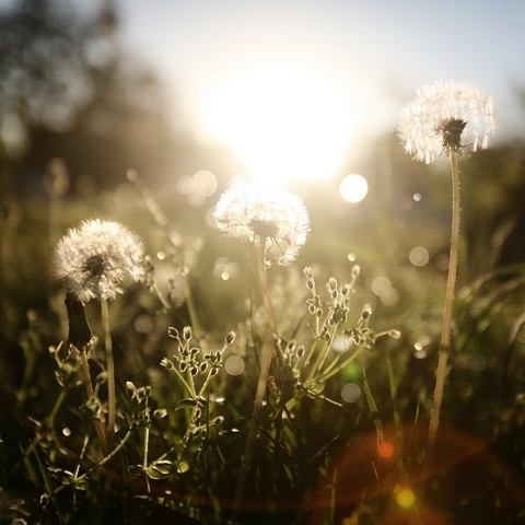 湿疹除不掉,反反复复,农村地上的'它',就能轻松