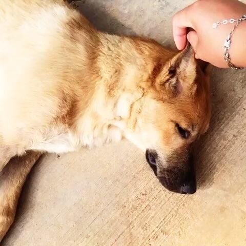 主人要杀相依陪伴的土狗吃肉,狗狗放弃逃跑流