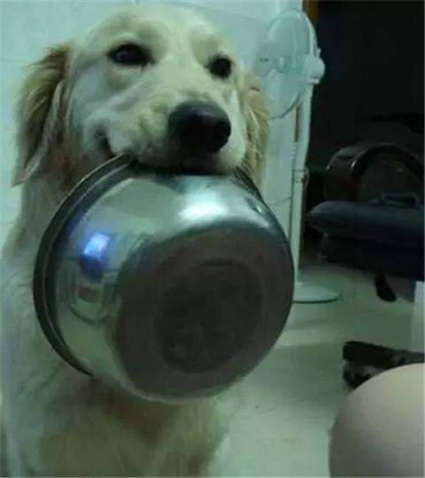 走到哪都叼着饭盆的汪星人走到哪吃到哪小吃货一枚
