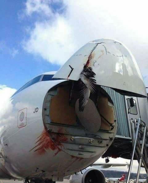 飞鸟袭击飞机,太恐怖了,如果是你坐在飞机上,你会有