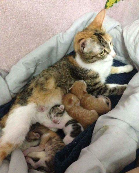 母猫生下4个健康的猫宝宝,其中两个看上去和猫爸爸长的一模一样啊