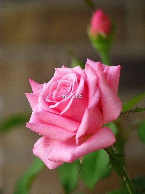 水彩花卉素材,绘画素材,粉嫩嫩粉玫瑰月季花