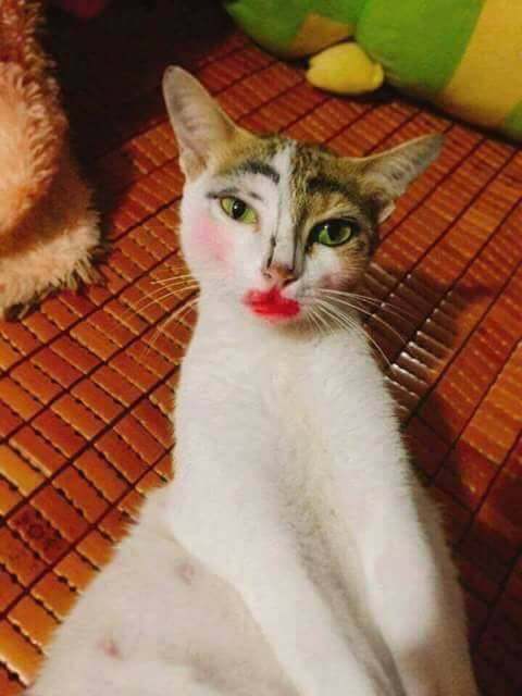 当猫咪有个爱美的女主人,主人为猫咪化妆后,这妆画的太