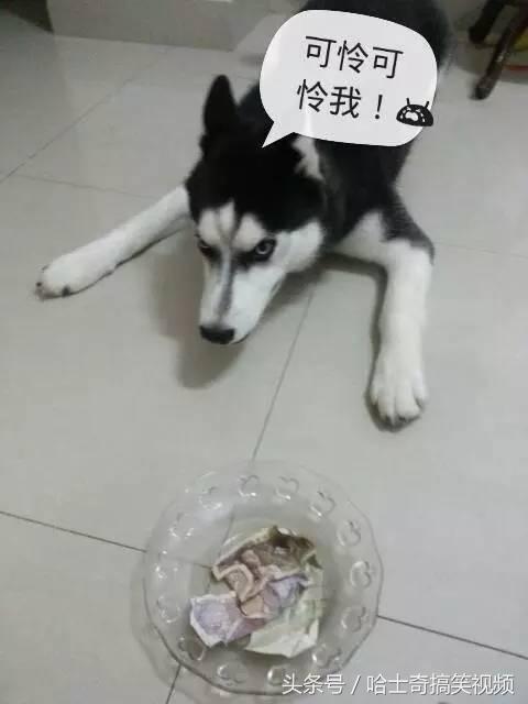 让二哈去当乞丐讨钱,这个办法可能要"发财"
