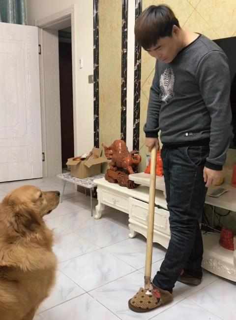 男主人拿棍子教训金毛,结果不小心打碎了电视