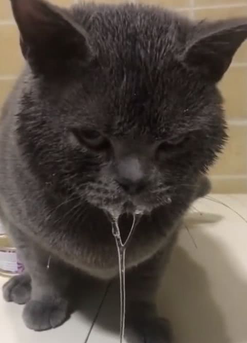 猫咪趁主人不在偷吃,结果舔了一口辣椒油,被辣得口水直流