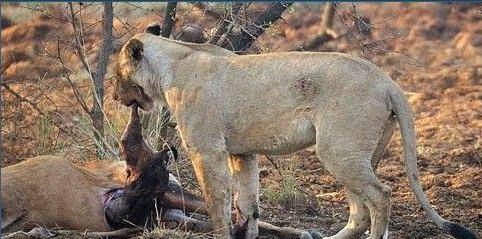 母狮捕杀临产羚羊 反帮其接生! 狮子: 谁让咱们