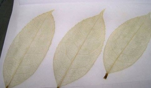 家里盆栽掉落的叶子不要扔,用来做叶脉书签,简