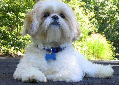 5种适合上班族养的宠物狗,运动量小又好打理,