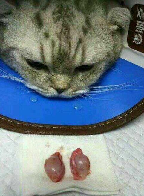 猫咪被绝育后还要被强迫看切下的蛋蛋你最后的猫最可怜