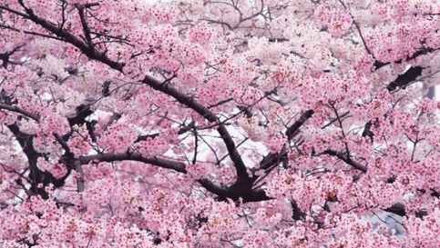 诗经20句中最美的诗句,你最喜欢哪一句呢?