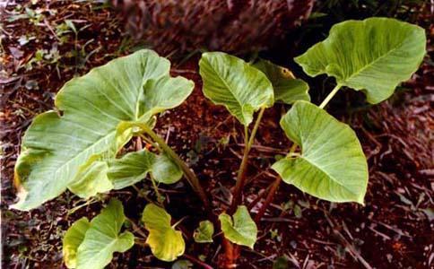 荨麻疹有完没完的,自从用了乡下的好方子,瘙痒