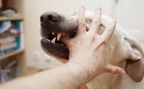 狂犬病发病存活率为0,家有小孩的一定要看!掌握这些知识能救命