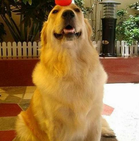 盘点2017最火的5只网红狗,哈士奇普拉达上榜