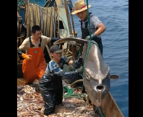 　渔民出海打捞到这种奇怪鱼，不敢要!网友：翻车鱼，不放不吉利