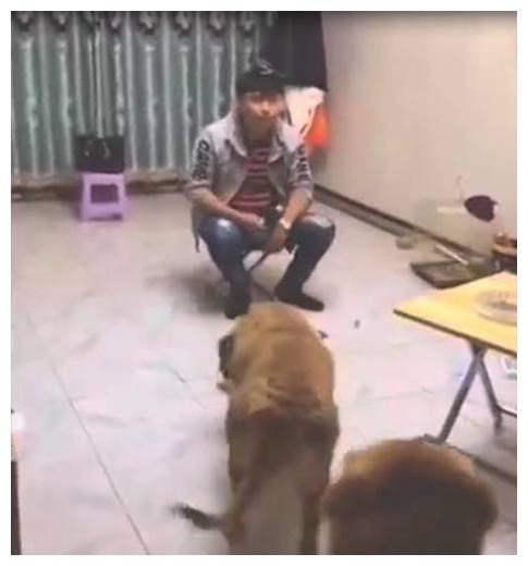 男子在家让狗当"奴隶",老婆一看想把他"废了"!