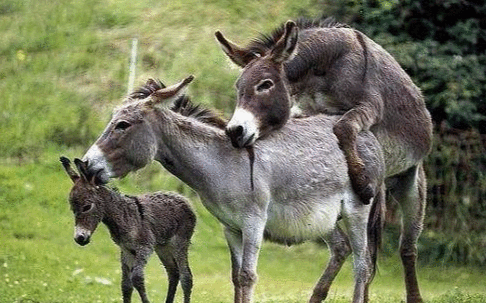 动物交配表情丰富, 有些一脸陶醉, 有些一脸嫌弃