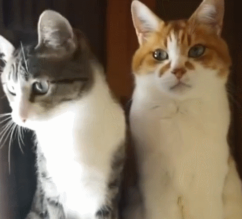 橘猫沉迷于逗猫棒,变成表情包,网友:后面那只才是亮点