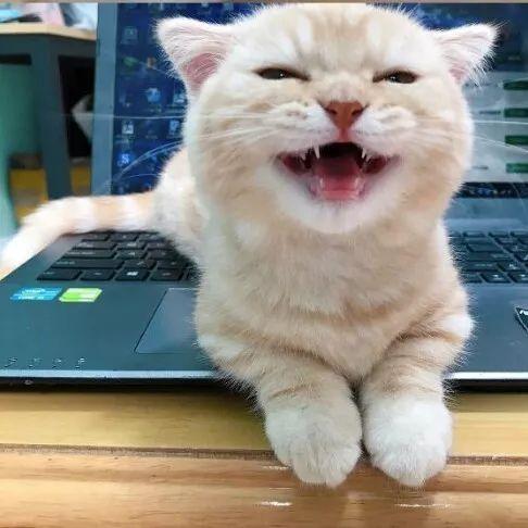 萌死了这么爱笑的猫咪会被偷走的