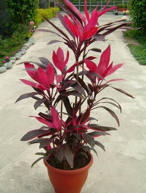 无花胜有花, 这一簇红迷倒无数花友, 观叶植物朱蕉!