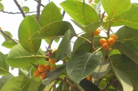 大叶榕果实代表路段:湖滨北路,吕岭路,仙岳路菩提树菩提树是桑科常绿
