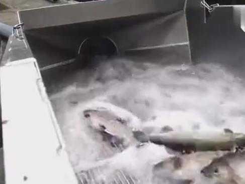 女子发明了吸鱼机,直接把鱼从水里吸上来,结果网友纷纷议论