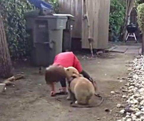 小女孩留家中与狗狗玩, 单亲父亲推开门一看, 直接要了狗的命!