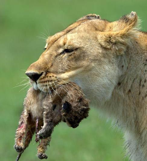 小狮子被抢走了,流浪的狮子将小狮子叼在嘴里,刚出生的小狮子,还没有