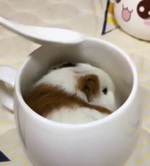 仓鼠被装进咖啡杯,像白色汤圆,又像白色咖啡!