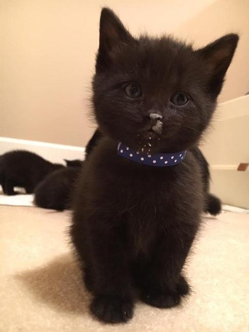 寒冬救援小黑猫,一只变七只!